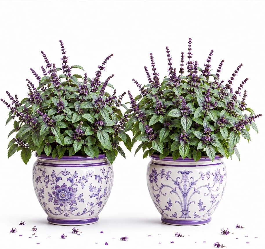 Set of 2 African Blue Basil Live Plants – Herb Plant for Garden, 2-4 Inch Tall - Image 1