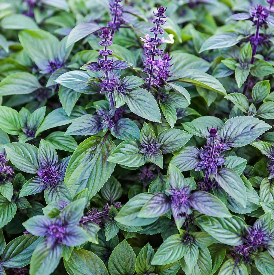 Set of 2 African Blue Basil Live Plants – Herb Plant for Garden, 2-4 Inch Tall - Image 4