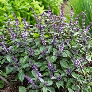 Set of 2 African Blue Basil Live Plants – Herb Plant for Garden, 2-4 Inch Tall - Image 6