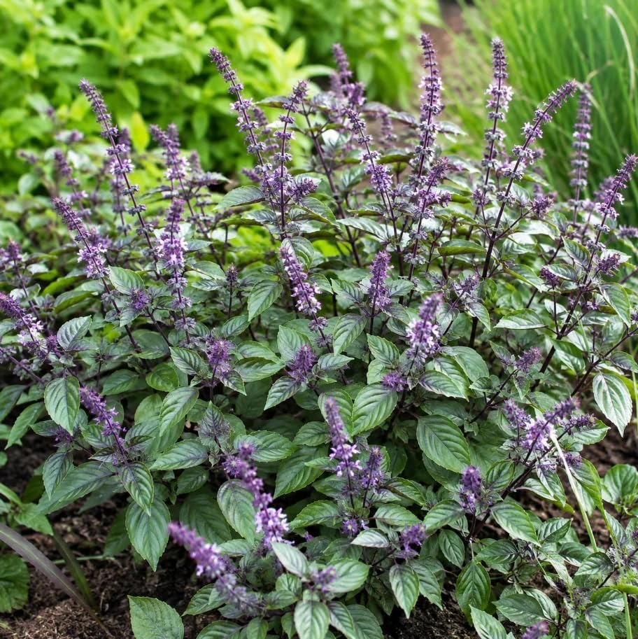Set of 2 African Blue Basil Live Plants – Herb Plant for Garden, 2-4 Inch Tall - Image 6