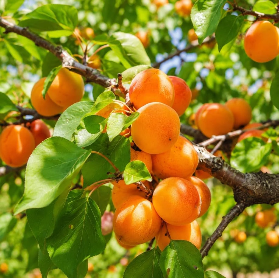 Set of 2 Apricot Trees - 1-2 Ft Tall Bare Root Live Plants for Outdoor Planting - Image 2