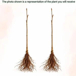 Set of 2 Apricot Trees - 1-2 Ft Tall Bare Root Live Plants for Outdoor Planting - Image 3