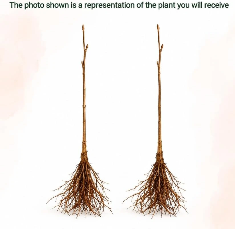 Set of 2 Apricot Trees - 1-2 Ft Tall Bare Root Live Plants for Outdoor Planting - Image 3