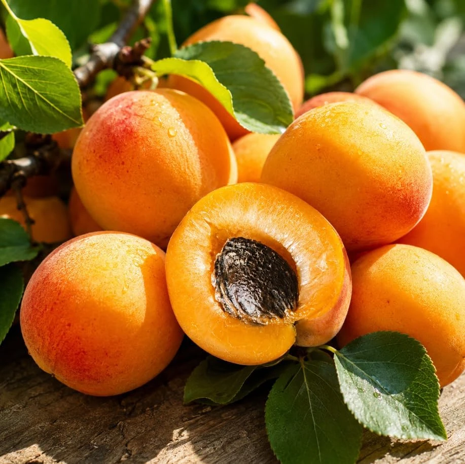 Set of 2 Apricot Trees - 1-2 Ft Tall Bare Root Live Plants for Outdoor Planting - Image 6