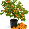 Set of 2 Apricot Trees - 1-2 Ft Tall Bare Root Live Plants for Outdoor Planting - Image 1