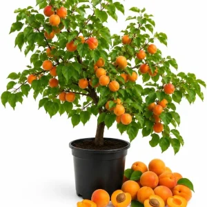 Set of 2 Apricot Trees - 1-2 Ft Tall Bare Root Live Plants for Outdoor Planting - Image 1