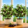 Set of 2 Black Cherry Live Plants - Sweet Fruit Tree, 6-12 Inch Tall, Quart Pot, Outdoor - Image 1