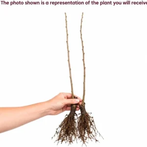 Set of 2 Black Cherry Trees Bare Root Plants, 1-2 Ft Tall Sweet Cherry for Outdoor - Image 4