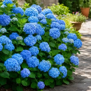 Set of 2 Blue Hydrangea Live Plants - Outdoor Flowering Bushes, 2.5 Inch Pot - Image 7