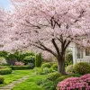 Set of 2 Cherry Blossom Trees for Planting - Hardy Ornamental Flowering Live Plants, 5-10 Inch Tall, 2.5 Inch Pot, Outdoor - Image 1
