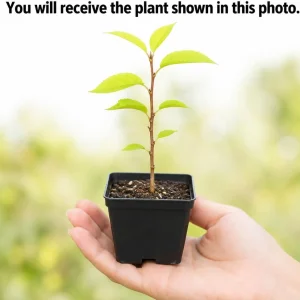 Set of 2 Cherry Blossom Trees for Planting - Hardy Ornamental Flowering Live Plants, 5-10 Inch Tall, 2.5 Inch Pot, Outdoor - Image 2