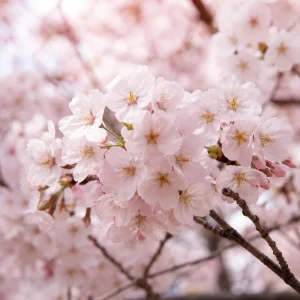 Set of 2 Cherry Blossom Trees for Planting - Hardy Ornamental Flowering Live Plants, 5-10 Inch Tall, 2.5 Inch Pot, Outdoor - Image 4