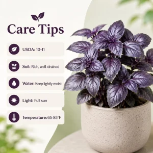 Set of 2 Dark Purple Basil Live Plants, Tulasi Herb, 3 Inch Pot, 2-4 Inch Tall - Image 5