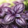 Set of 2 Dark Purple Basil Live Plants, Tulasi Herb, 3 Inch Pot, 2-4 Inch Tall - Image 1