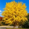 Set of 2 Ginkgo Biloba Live Plants - 6-12 Inch Tall, Quart Pot, Outdoor Tree - Image 1