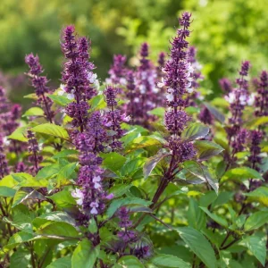 Set of 2 Holy Basil Live Plants (Tulsi), 2-4 Inch Tall, Potted, Indoor/Outdoor - Image 3