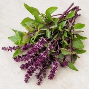 Set of 2 Holy Basil Live Plants (Tulsi), 2-4 Inch Tall, Potted, Indoor/Outdoor - Image 5