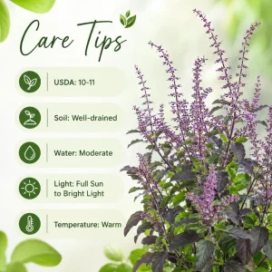 Set of 2 Holy Basil Live Plants (Tulsi), 2-4 Inch Tall, Potted, Indoor/Outdoor - Image 6