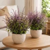 Set of 2 Holy Basil Live Plants (Tulsi), 2-4 Inch Tall, Potted, Indoor/Outdoor - Image 1