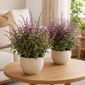 Set of 2 Holy Basil Live Plants (Tulsi), 2-4 Inch Tall, Potted, Indoor/Outdoor - Image 1