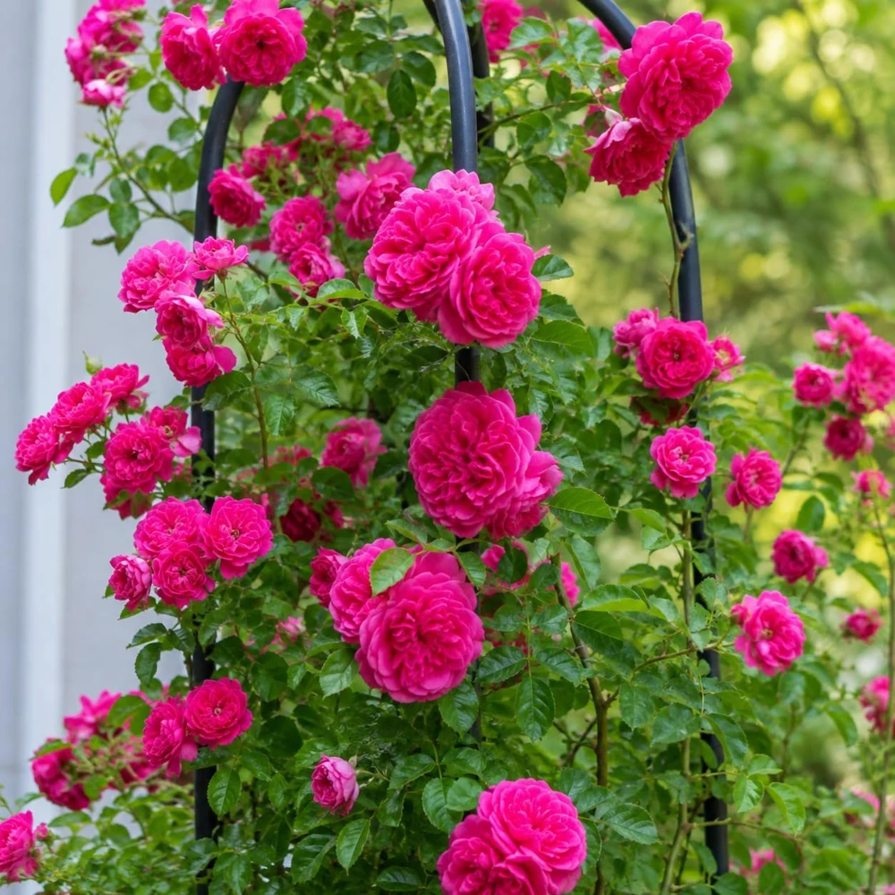 Set of 2 Hot Pink Climbing Roses Live Plants, Fragrant Perennial, 2-4 Inch Tall - Image 4
