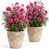 Set of 2 Hot Pink Climbing Roses Live Plants, Fragrant Perennial, 2-4 Inch Tall - Image 1
