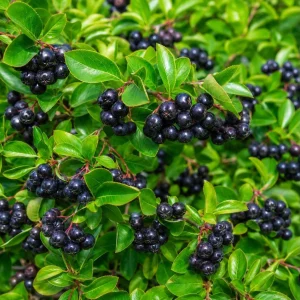 Set of 2 Huckleberry Live Plants for Outdoor Garden, 3-5 Inch Tall, 3 Inch Pot - Image 3