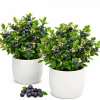 Set of 2 Huckleberry Live Plants for Outdoor Garden, 3-5 Inch Tall, 3 Inch Pot - Image 1