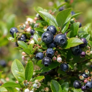 Set of 2 Huckleberry Live Plants for Outdoor Garden, 3-5 Inch Tall, 3 Inch Pot - Image 6