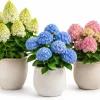Set of 2 Hydrangea Tree Live Plants - Random Varieties, 5-10 Inch Tall, 2.5 Inch Pot - Image 1