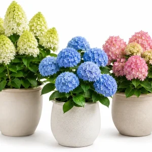 Set of 2 Hydrangea Tree Live Plants - Random Varieties, 5-10 Inch Tall, 2.5 Inch Pot - Image 1