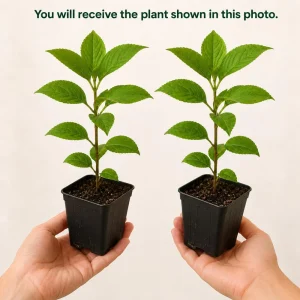 Set of 2 Hydrangea Tree Live Plants - Random Varieties, 5-10 Inch Tall, 2.5 Inch Pot - Image 2