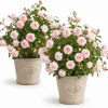 Set of 2 Light Pink Climbing Rose Plants - Fragrant Perennial Bush, 2-4 Inch Tall - Image 1
