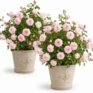 Set of 2 Light Pink Climbing Rose Plants - Fragrant Perennial Bush, 2-4 Inch Tall - Image 1
