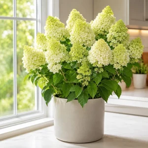 Set of 2 Limelight Hydrangea Tree Live Plants, Lime-Green Blooms, 5-10 Inch Tall, 2.5 Inch Pot, Outdoor - Image 2