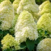 Set of 2 Limelight Hydrangea Tree Live Plants, Lime-Green Blooms, 5-10 Inch Tall, 2.5 Inch Pot, Outdoor - Image 1