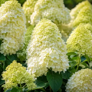 Set of 2 Limelight Hydrangea Tree Live Plants, Lime-Green Blooms, 5-10 Inch Tall, 2.5 Inch Pot, Outdoor - Image 1