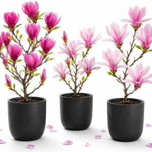 Set of 2 Live Magnolia Plants for Outdoor Planting, 5-10 Inch Tall, 2.5 Inch Pot - Image 1