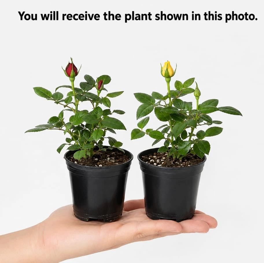 Set of 2 Mini Rose Live Plants, 4-6 in Tall, 4 in Pots, Indoor/Outdoor - Image 4