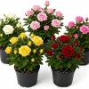 Set of 2 Mini Rose Live Plants, 4-6 in Tall, 4 in Pots, Indoor/Outdoor - Image 1