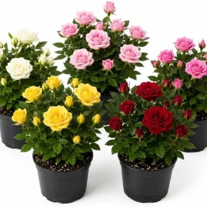 Set of 2 Mini Rose Live Plants, 4-6 in Tall, 4 in Pots, Indoor/Outdoor - Image 1