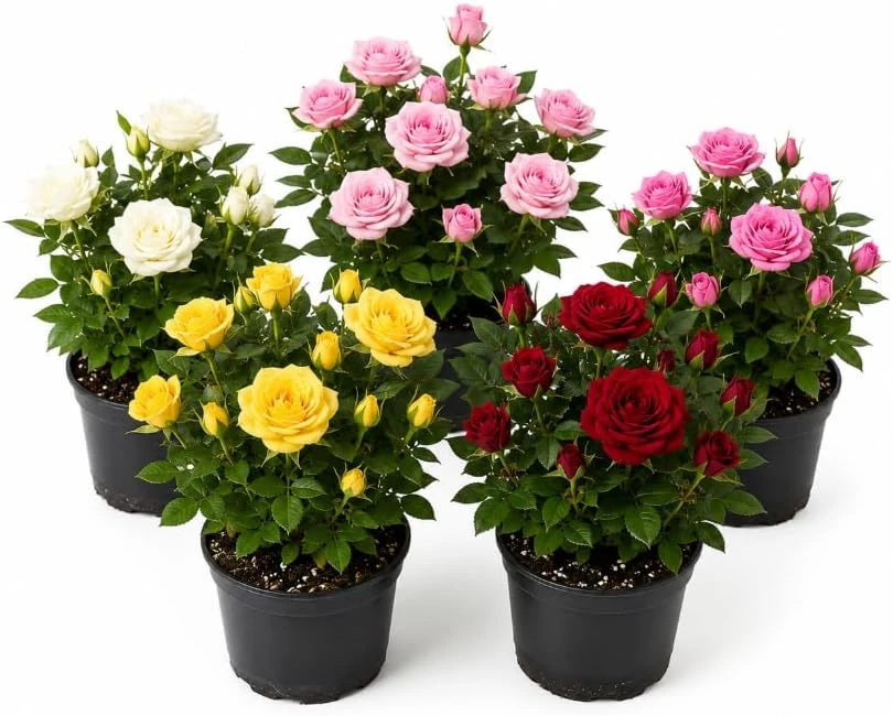 Set of 2 Mini Rose Live Plants, 4-6 in Tall, 4 in Pots, Indoor/Outdoor - Image 1
