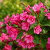 Set of 2 Pink Weigela Live Plants, Flowering Shrub, 6-12 Inch Tall, Quart Pot, Outdoor - Image 1
