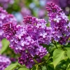 Set of 2 Purple Lilac Live Plants for Home Garden, Fragrant Flowering Shrub, 3-5 Inch Tall, 4 Inch Pot - Image 1