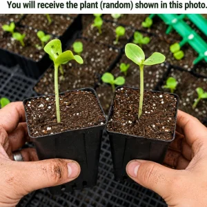 Set of 2 Random Pumpkin Plants Live, Vegetable Garden Pumpkins, 2-4 Inch Tall - Image 2
