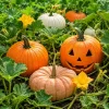Set of 2 Random Pumpkin Plants Live, Vegetable Garden Pumpkins, 2-4 Inch Tall - Image 1