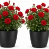 Set of 2 Red Climbing Roses Live Plants, Fragrant Perennial, 2-4 Inch Tall - Image 1