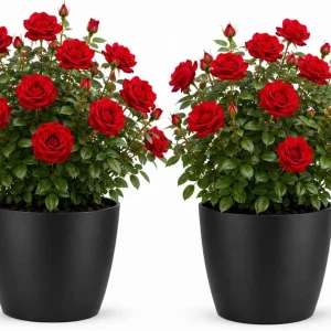 Set of 2 Red Climbing Roses Live Plants, Fragrant Perennial, 2-4 Inch Tall - Image 1