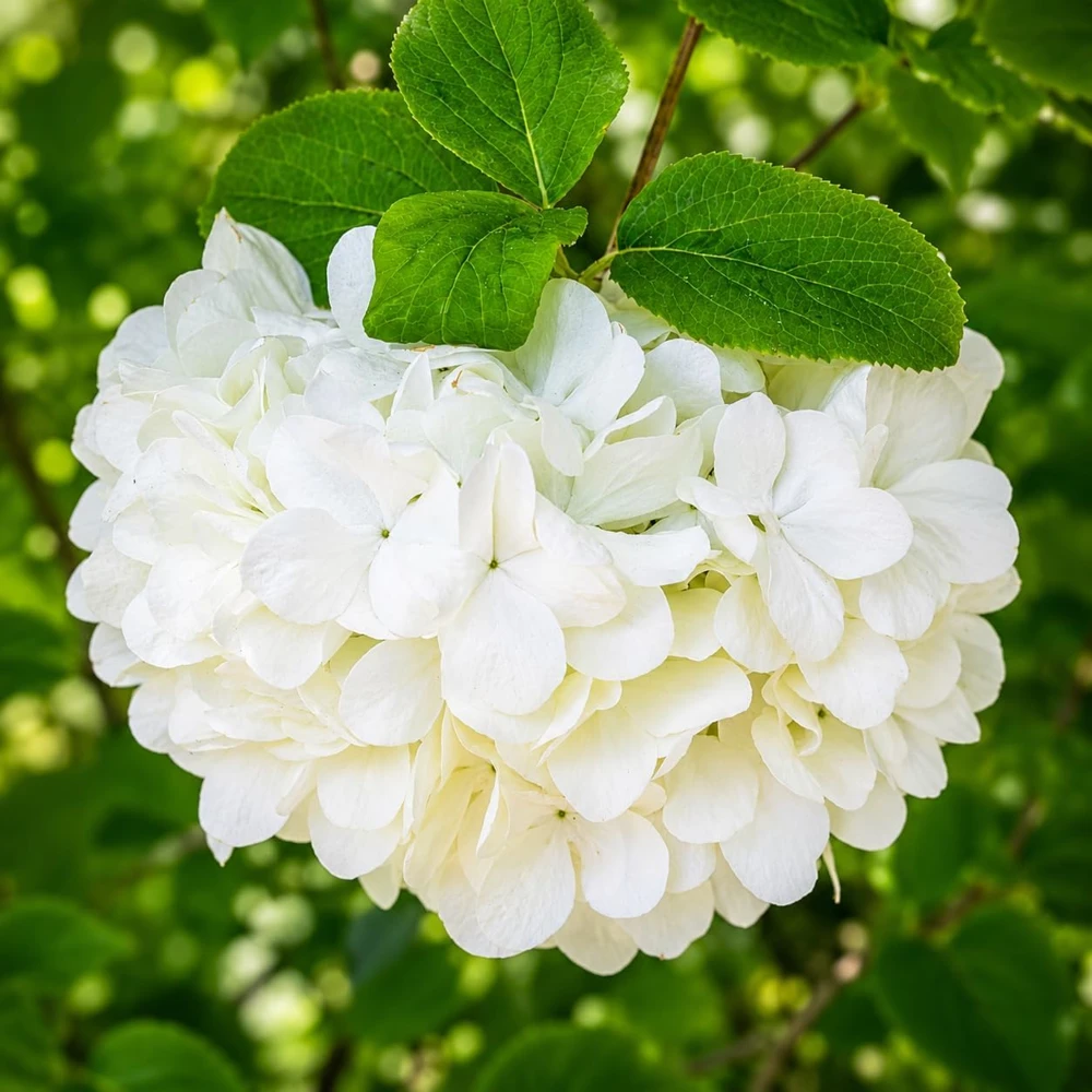 Set of 2 Snowball Viburnum Bush Live Starter Plants, 6-10 Inch Tall, 2.5 Inch Pot, White Blooms - Image 3