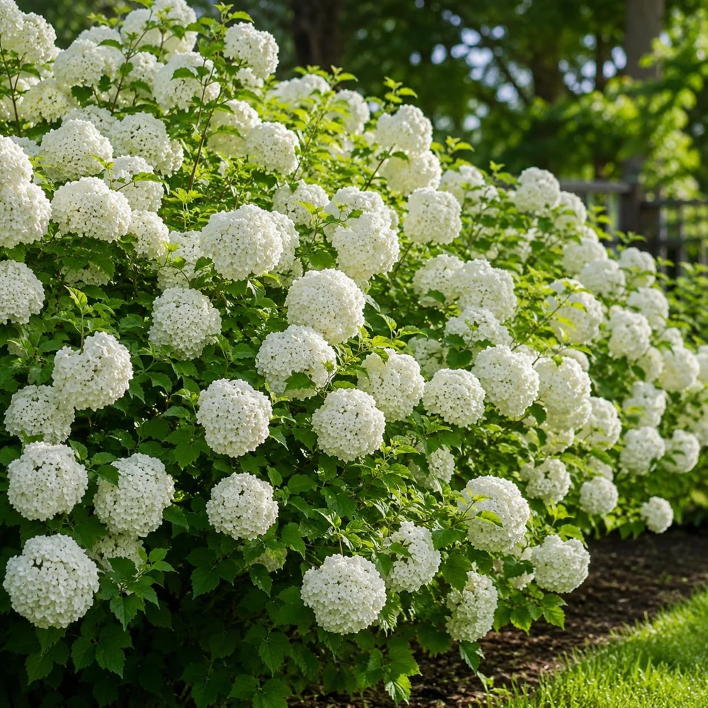 Set of 2 Snowball Viburnum Bush Live Starter Plants, 6-10 Inch Tall, 2.5 Inch Pot, White Blooms - Image 5